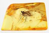 Detailed Fossil Dagger Fly (Empididae) In Baltic Amber #325373-1